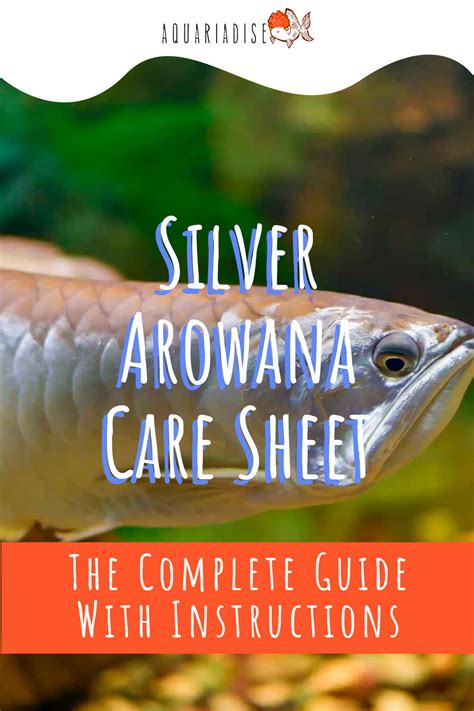 Arowana Care Sheet .